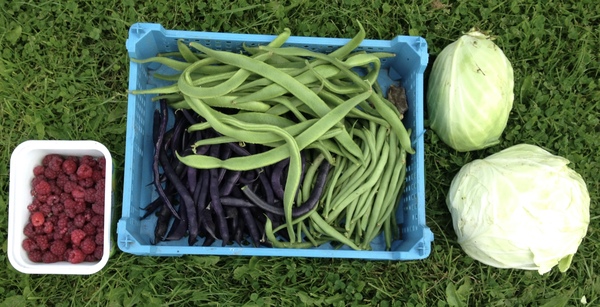 Allotment?Veg Patch Thread 10 - Plotmenters  busy into summer ! and loving James Wong