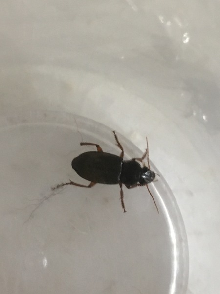 beetle or cockroach?? photo.