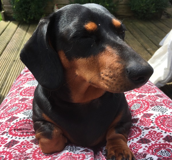 Between bootcamps support thread Summer17