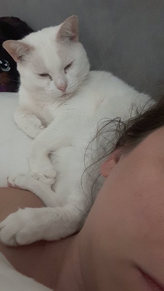 Cat likes to sleep in my bed, dp doesn't want him there