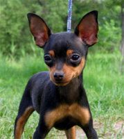 The joy of small dogs