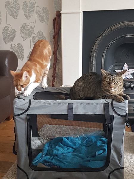 Cats still catting away part 5