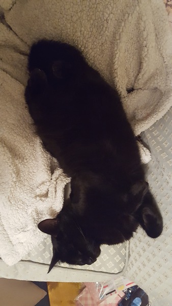 National black cat day.