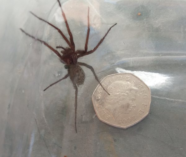 To ask if it's only my garden that's suddenly become spider central??