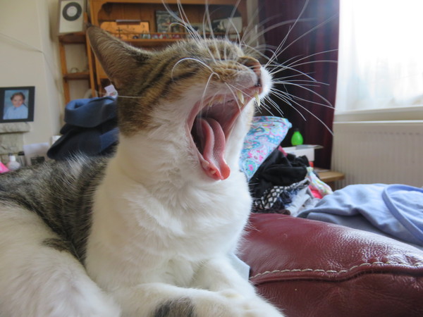 Cats still catting away part 5