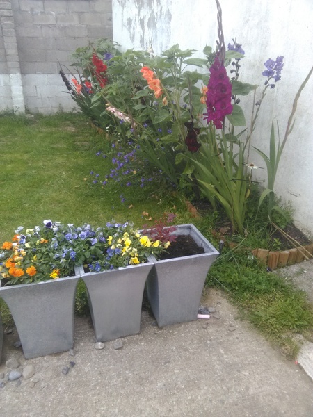 What are these monstrosities I planted?