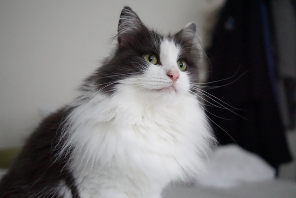 Which breed of cat?