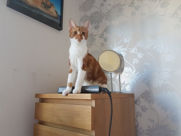 Cats still catting Part 4