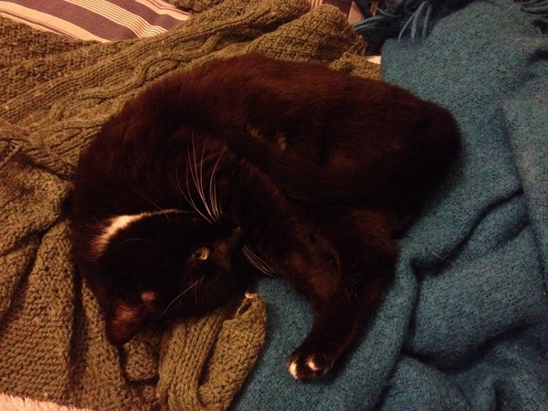 Cats still catting away part 5