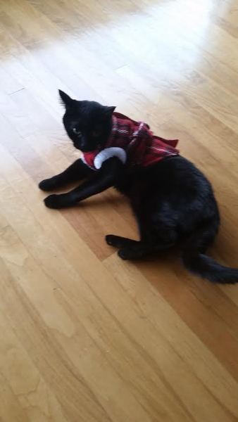 National black cat day.