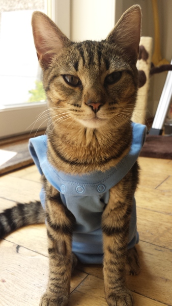 care of just spayed female kitty with boisterous brother
