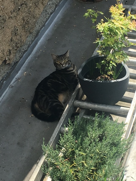 Cats still catting Part 4