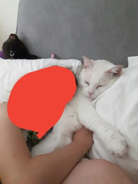 Cat likes to sleep in my bed, dp doesn't want him there