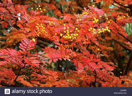 Can anyone suggest some nice 'garden safe' trees?
