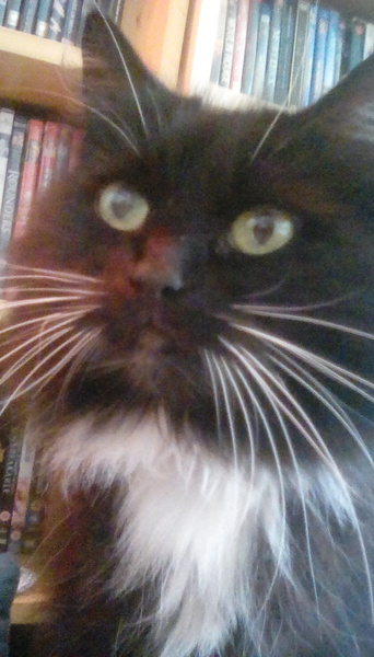 National black cat day.