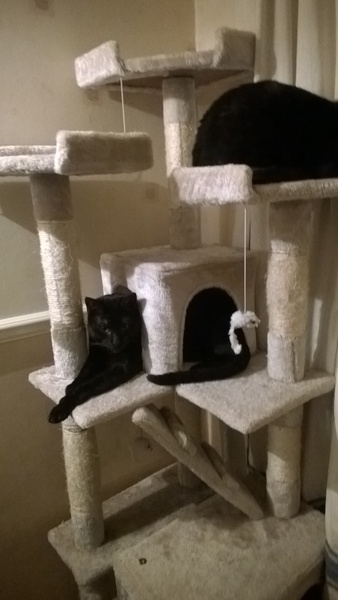 Cat trees/activity centres. Are they worth it?