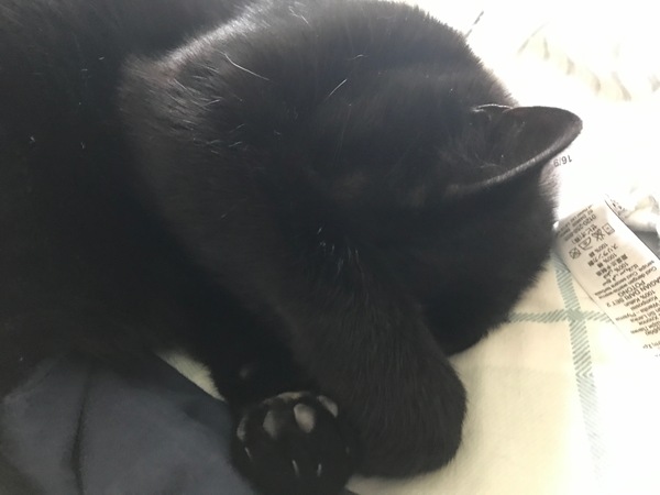 National black cat day.