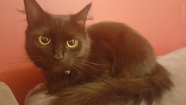 National black cat day.