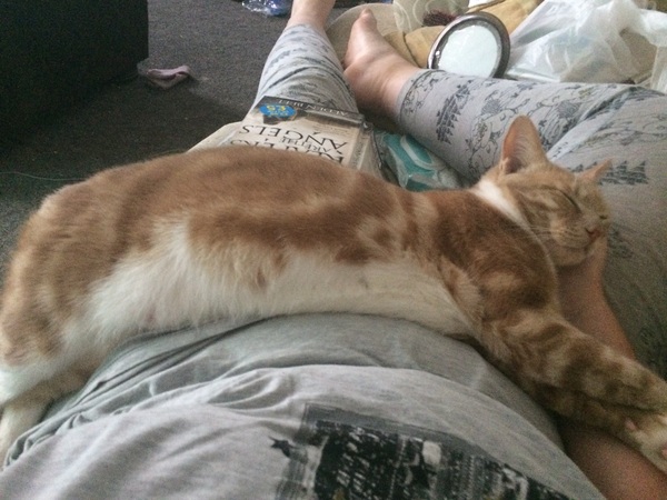 Introducing girlcat to boycat help plz
