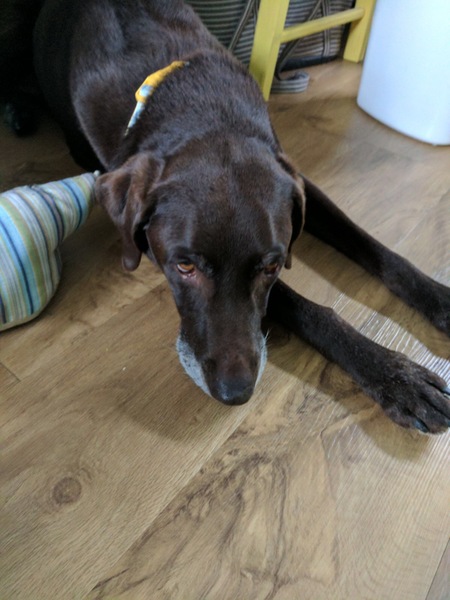 Laminate floor and Grey Walls