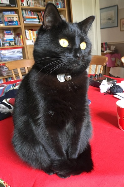 National black cat day.