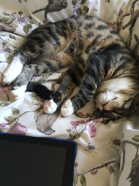 Help!! My cats gone mad!!