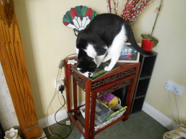 Cats still catting away part 5