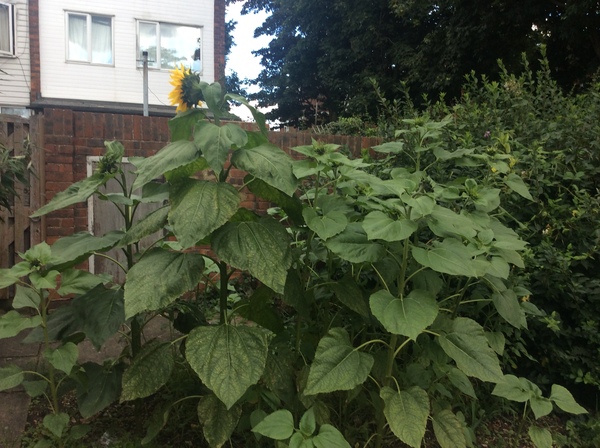 Sunflowers