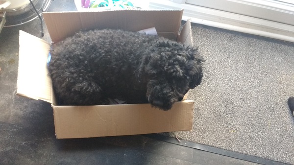It's not a cockapoo!