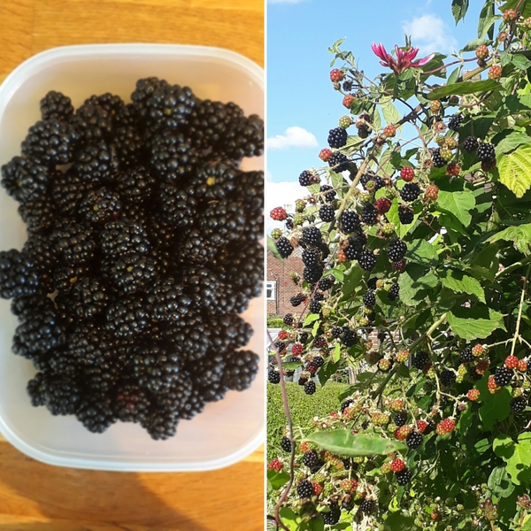 Allotment?Veg Patch Thread 10 - Plotmenters  busy into summer ! and loving James Wong