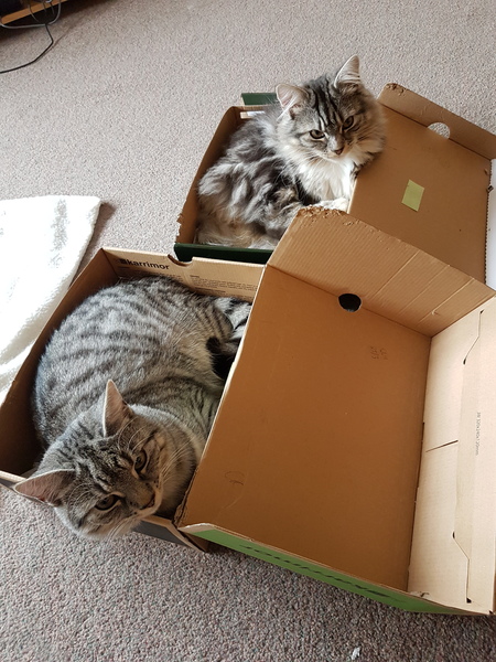 Best bed for new kittens