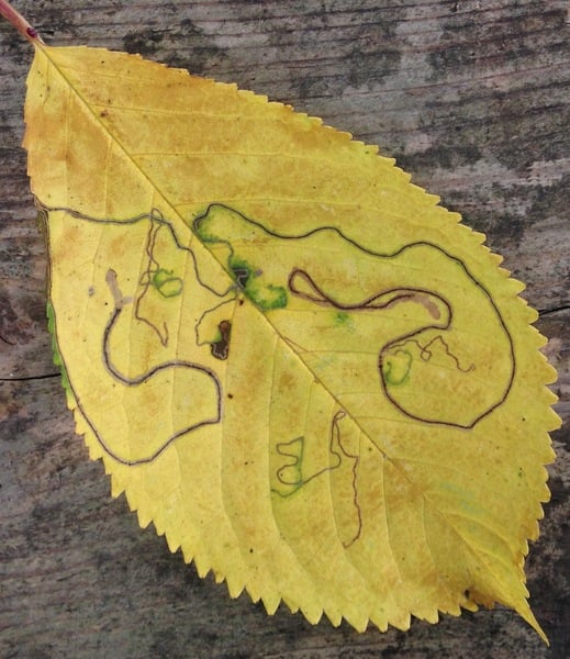 Mindfulness In Nature - Decompress after the Summer!