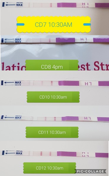 OPK...Finally?! CD12