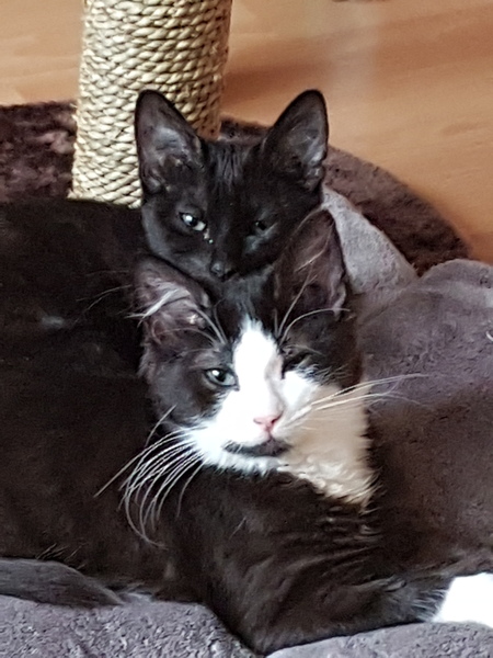 The little furry fuckers