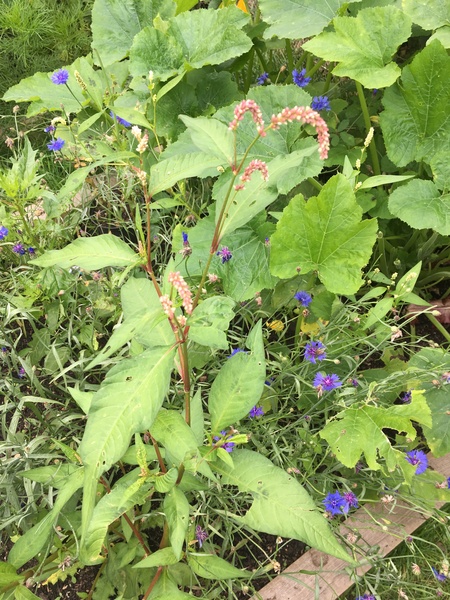 What is this plant-a weed?