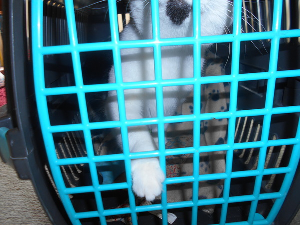 Cats still catting away part 5