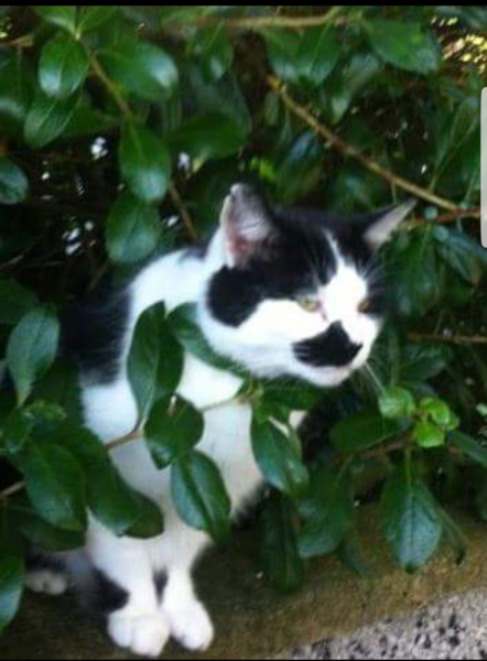 Beloved cat killed last night - devistated