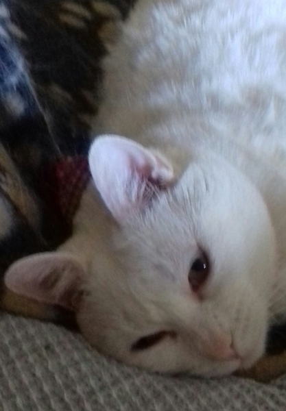 Cats still catting away part 5