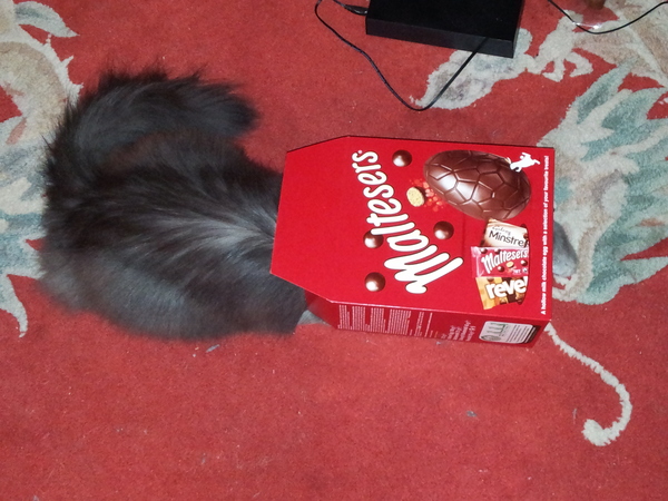 Cats still catting Part 4