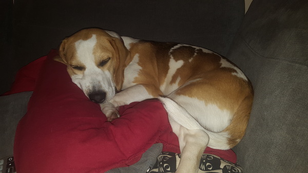 Would you keep this dog? (Beagle pics)