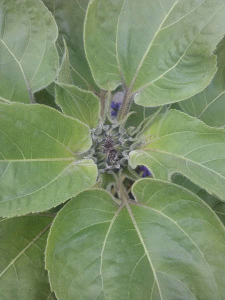 What are these monstrosities I planted?