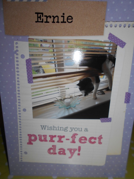 Cats still catting Part 4