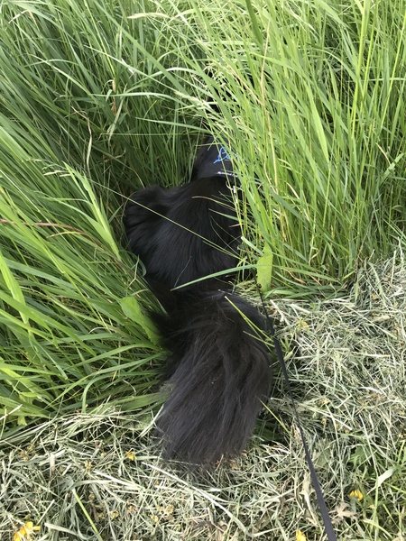 National black cat day.