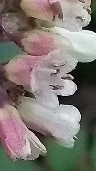Shrub identification please