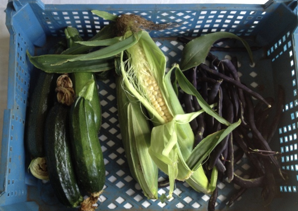 Allotment?Veg Patch Thread 10 - Plotmenters  busy into summer ! and loving James Wong