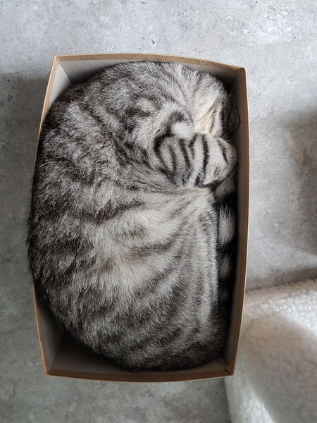 Cats still catting away part 5
