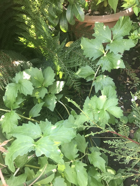 Can anyone identify this - think it's a weed...