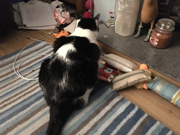 Does anyone else's cat do this?