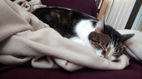 Sharing my bedroom with a mouse ...
