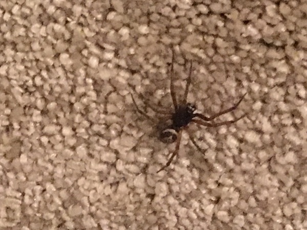 To ask if it's only my garden that's suddenly become spider central??